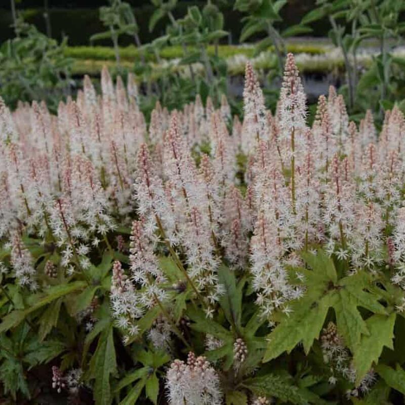 Tiarella 'Pink Skyrocket'PBR ---